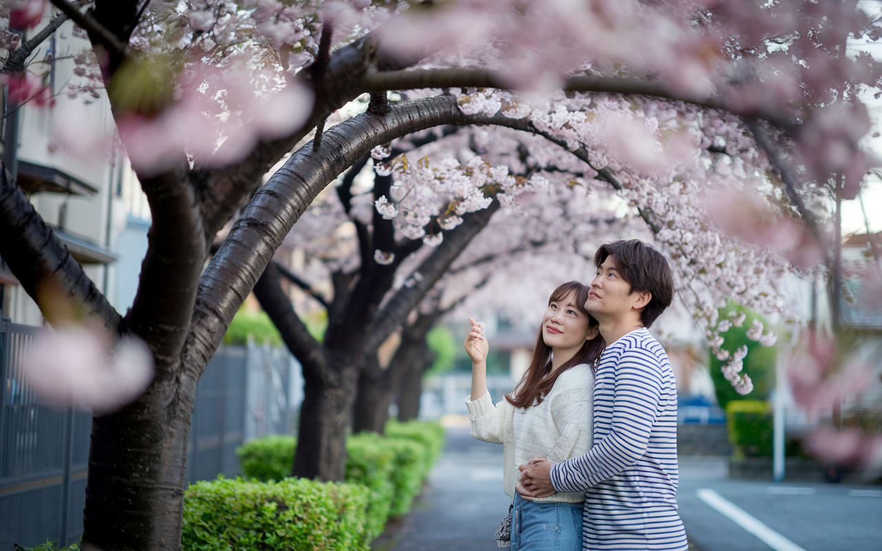 名古屋市緑区の桜開花はいつ？満開の花見見頃と周辺スポット紹介...の画像