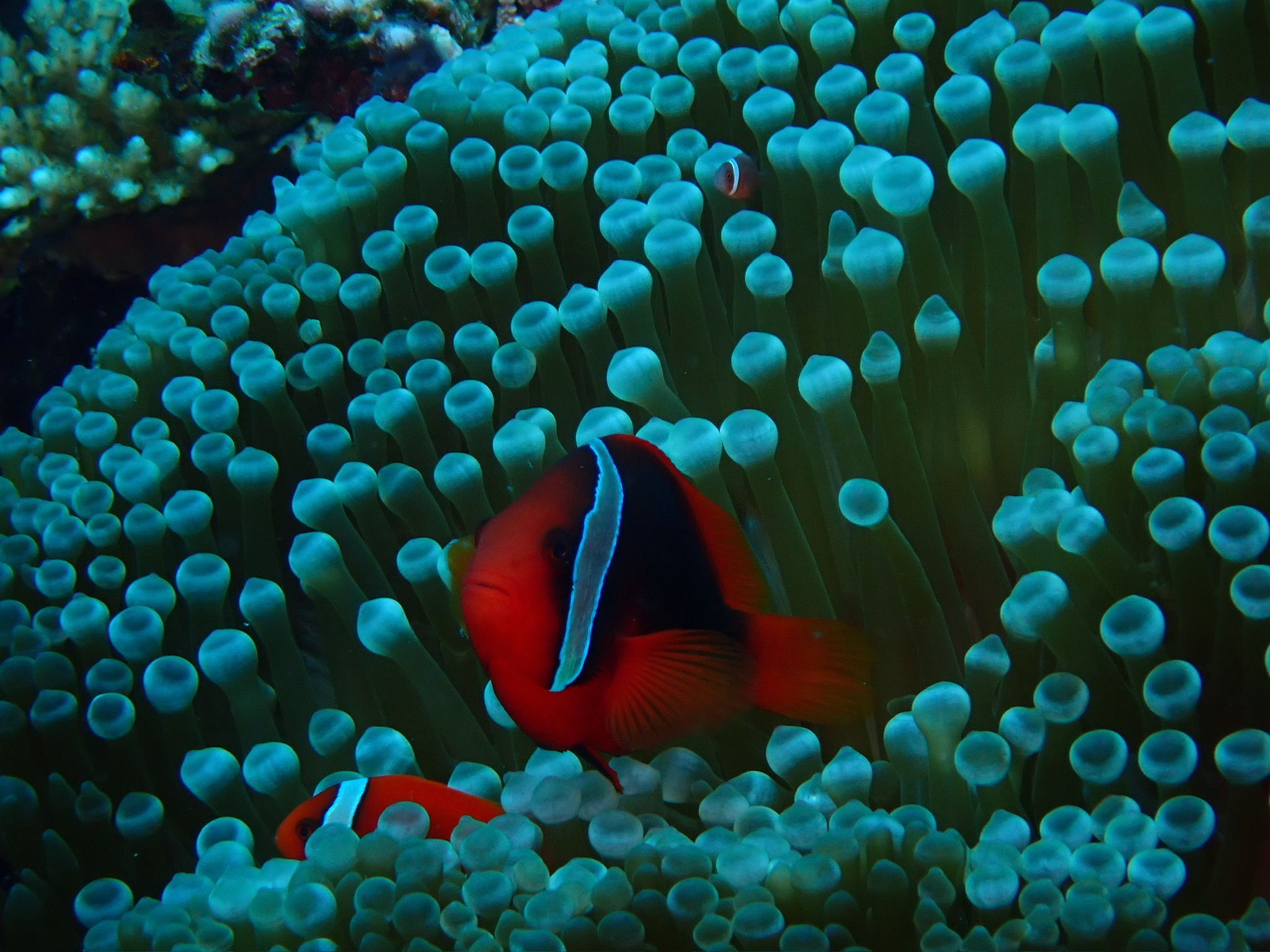 クマノミの画像
