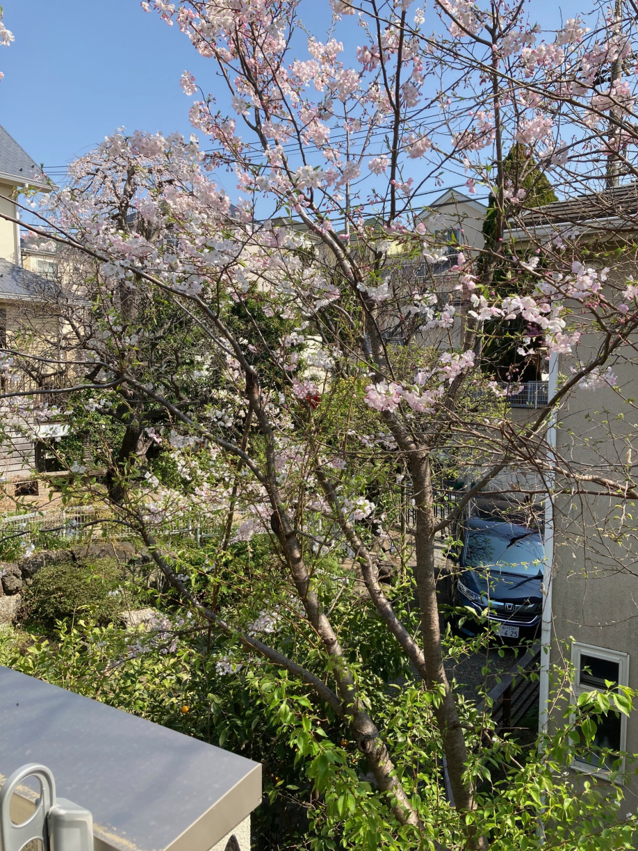 【新築】窓から桜、足元には彩り豊かな庭園。田園調布で叶える「...の画像