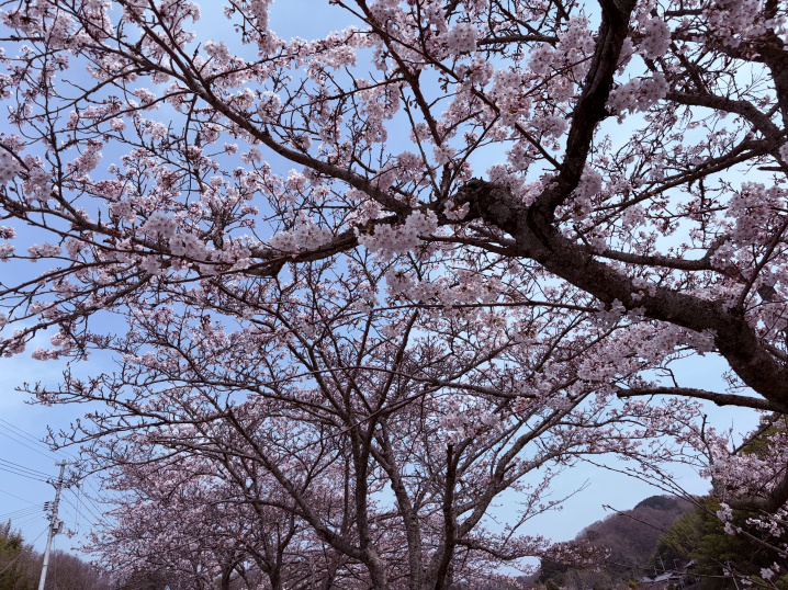 桜が咲いていました♪の画像