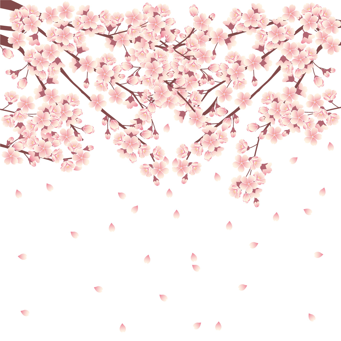 桜の豆知識の画像