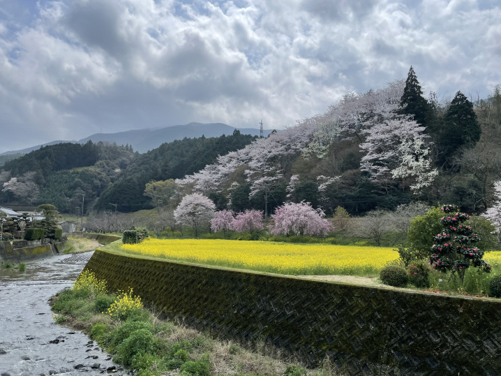 大洲春の写真スポットの画像
