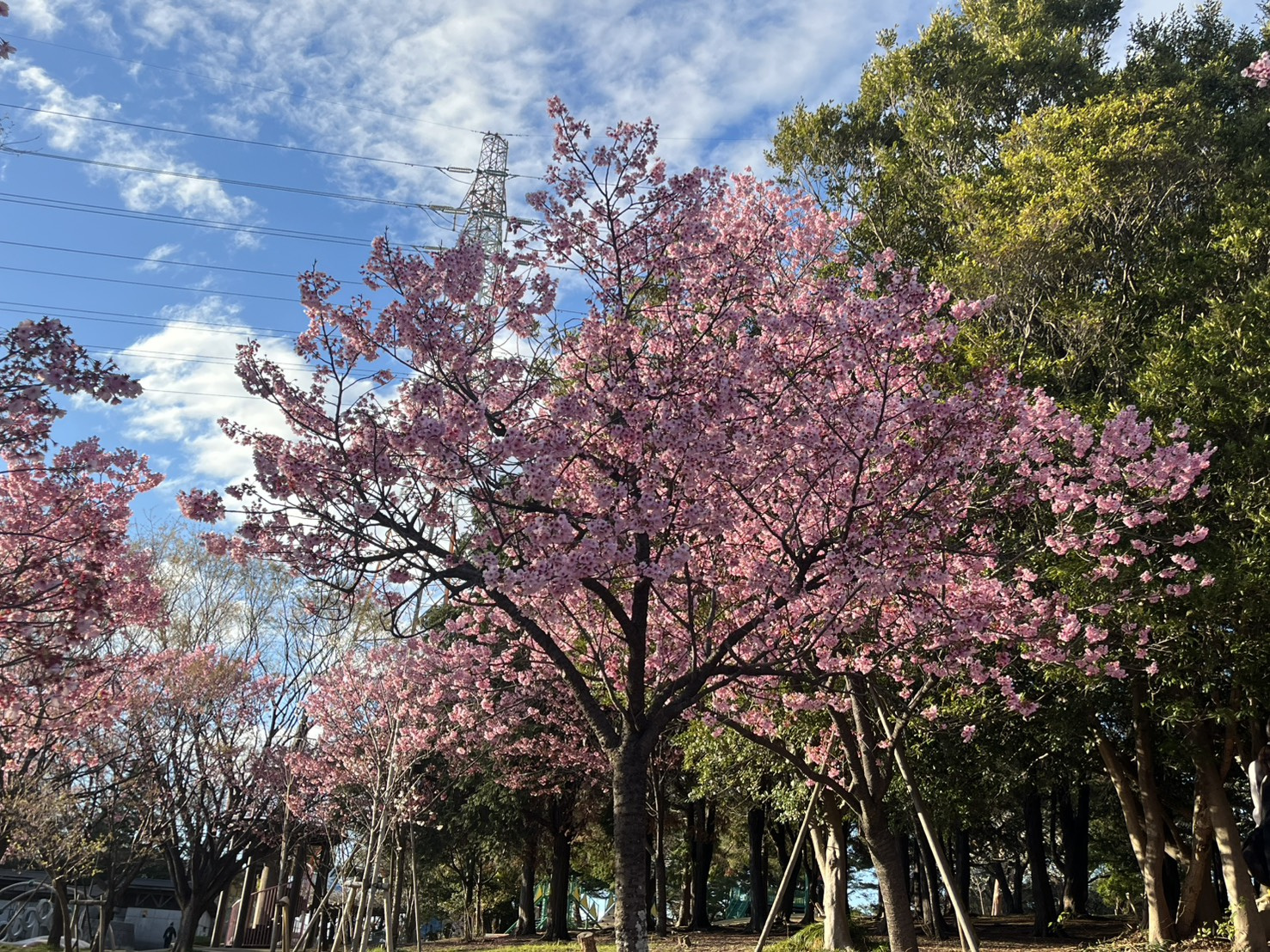 春爛漫の画像