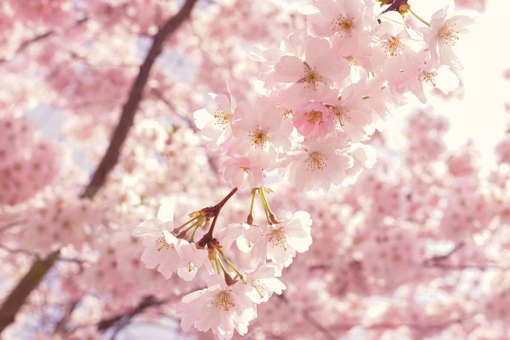 桜・さくら・サクラ・sakuraの画像