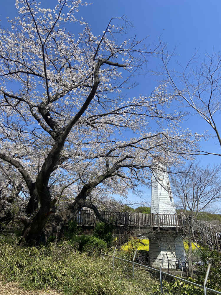 「お花見ランチしました。」の画像