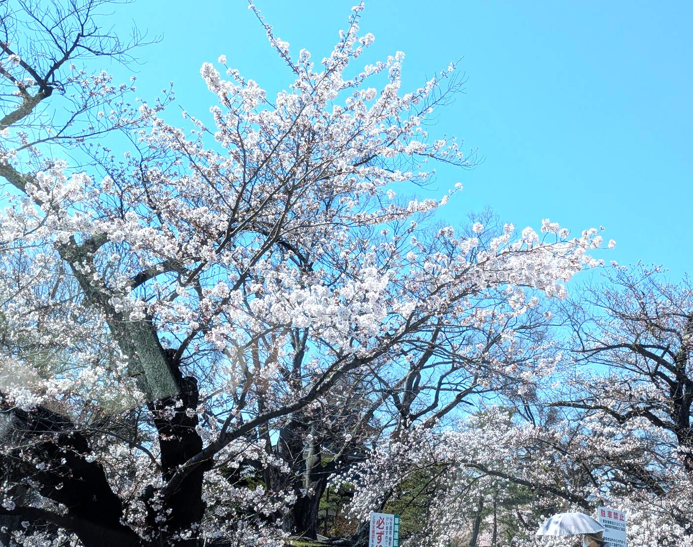 はじまりの画像