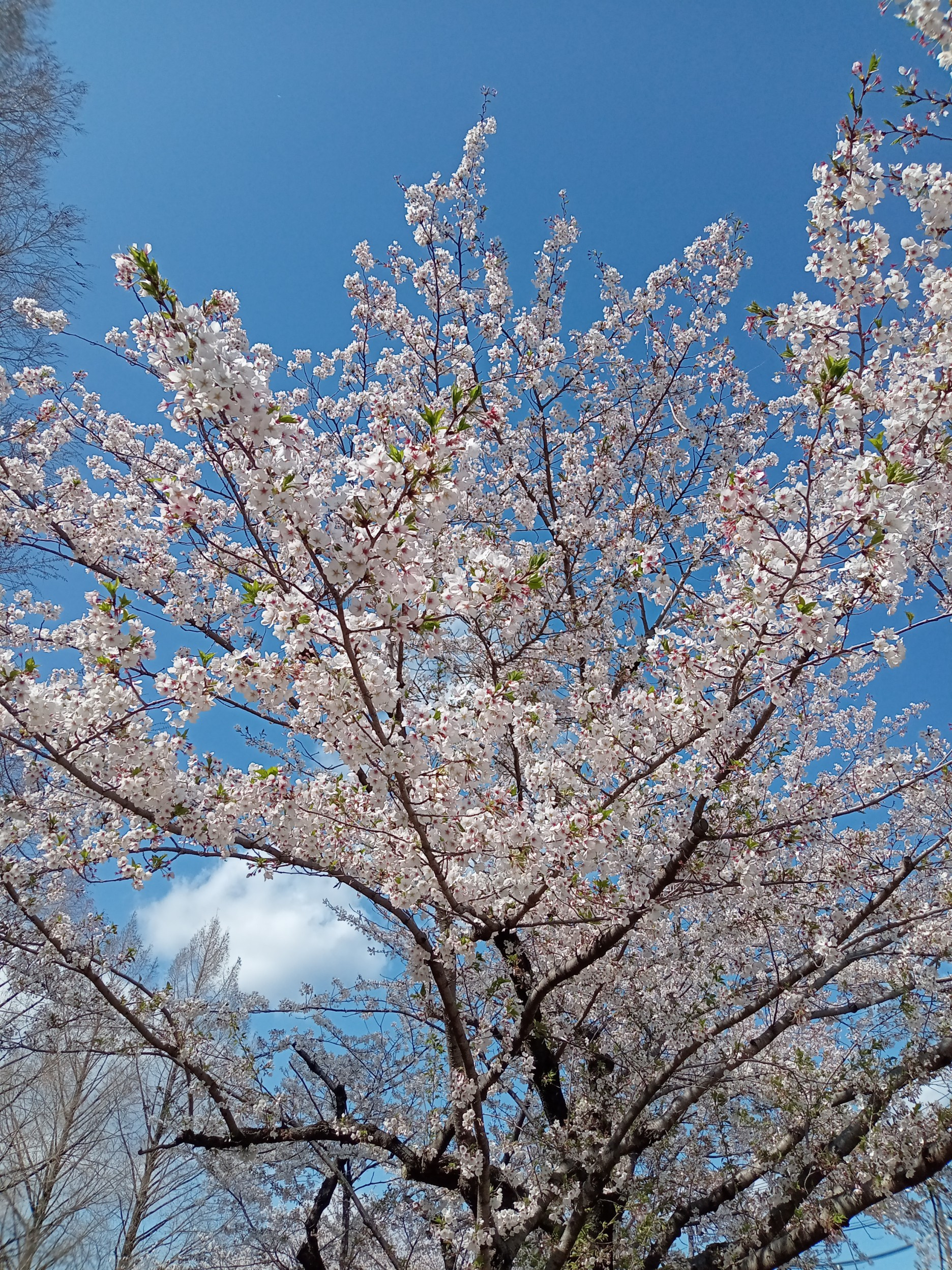各務原市桜まつり2026｜市民公園でお花見＆スイーツを楽しむ...の画像