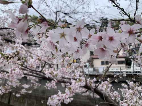 石神井川の桜と伐採の背景｜地域に寄せられた優しい言葉に感じた...の画像