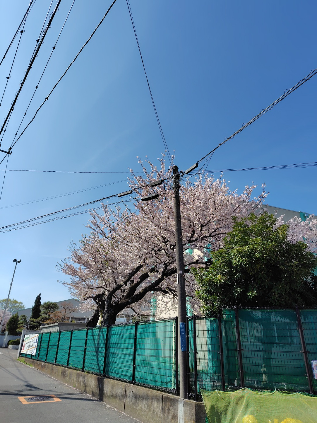 祝・ご入学(≧▽≦)の画像