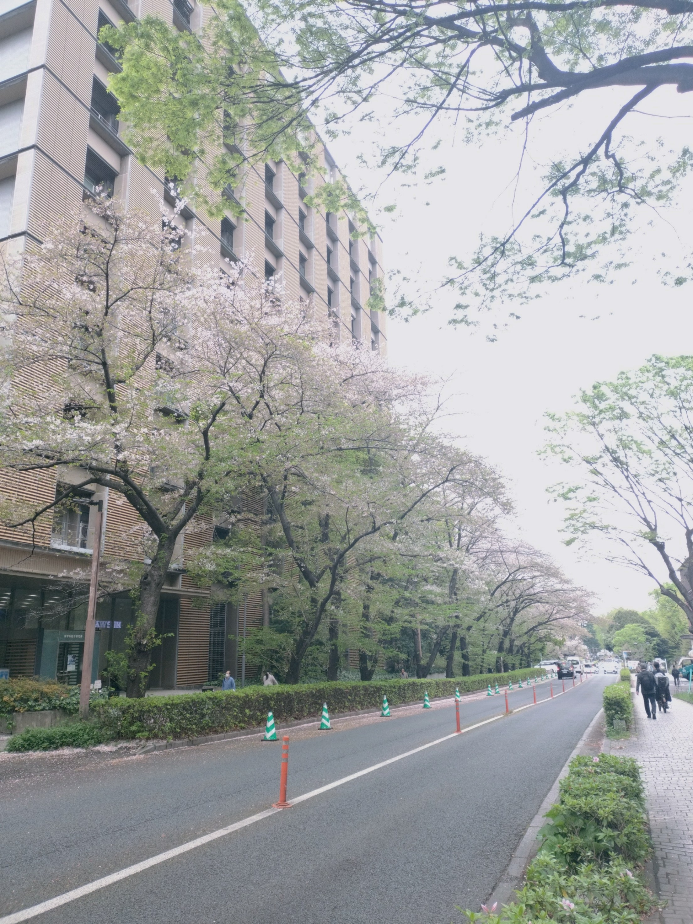 東京大学キャンパスの葉桜、本郷の春。の画像