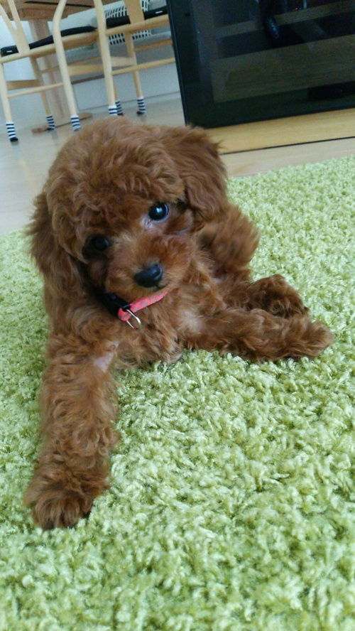 家族が増えました❤の画像