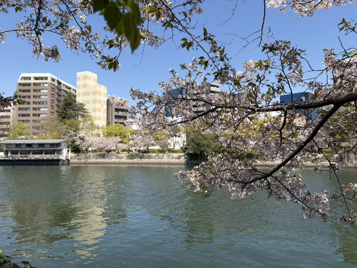 少し遅めのお花見行ってきましたの画像
