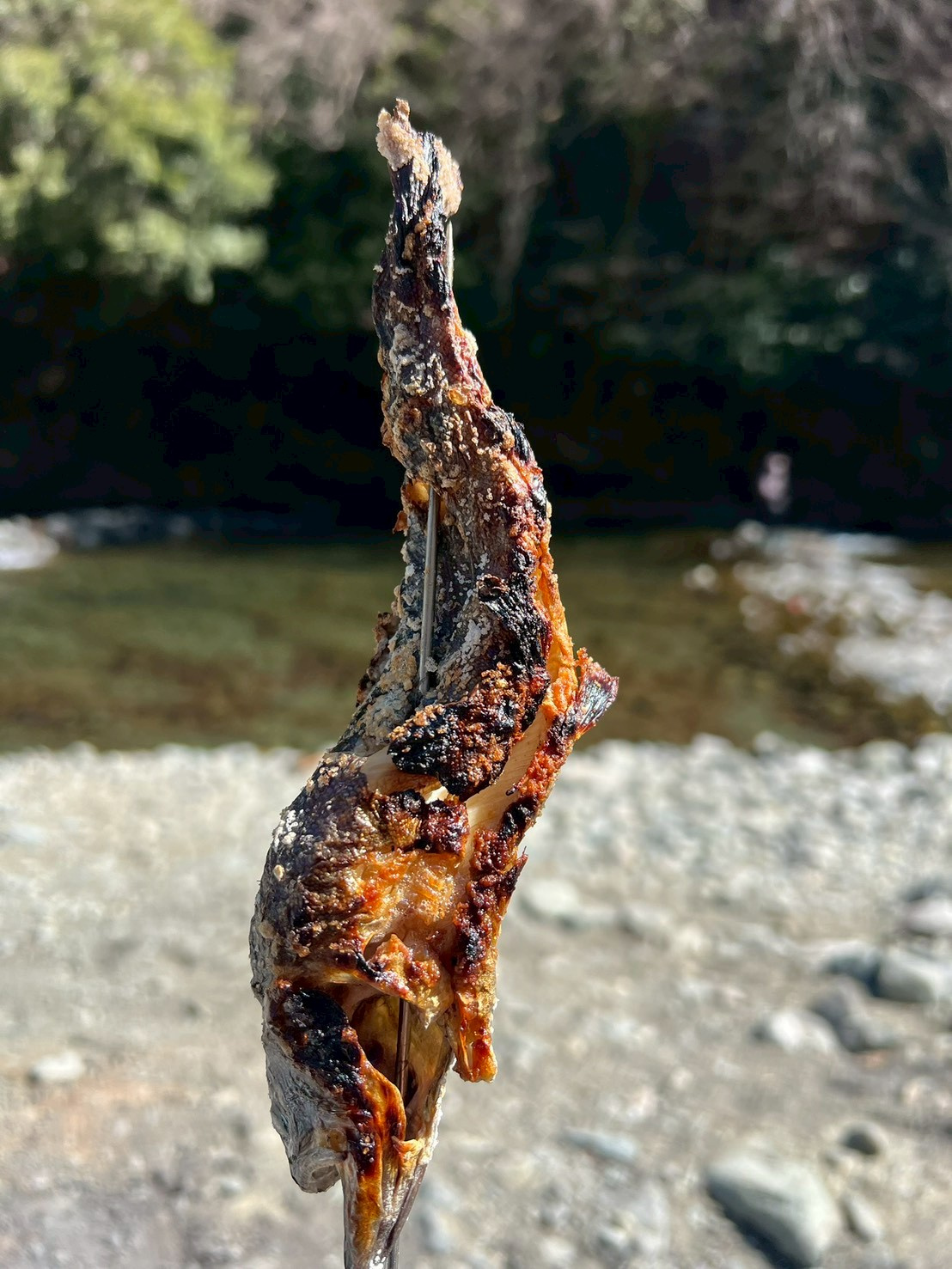 魚の画像