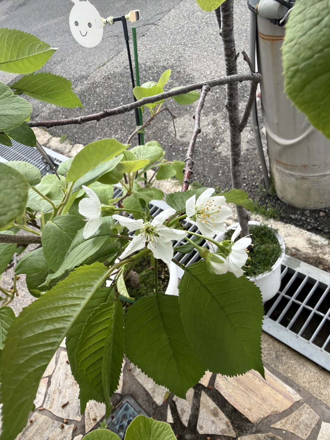 今日は晴れました！の画像