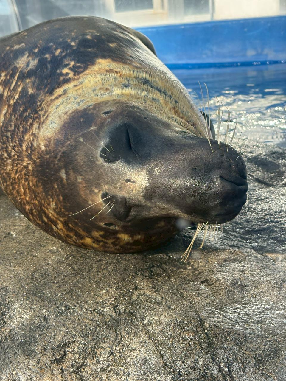 ラッコもカワウソも可愛すぎ！鳥羽水族館＆伊勢神宮でリフレッシ...の画像