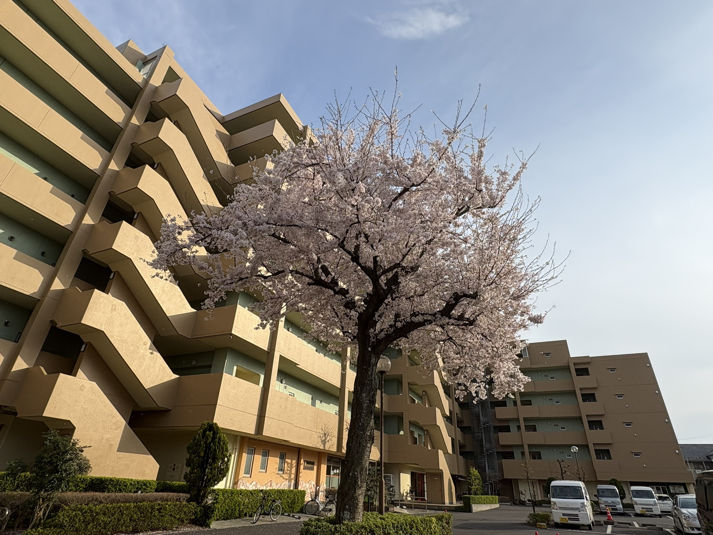 2026年グロバール・ガーデン・シティの桜の画像