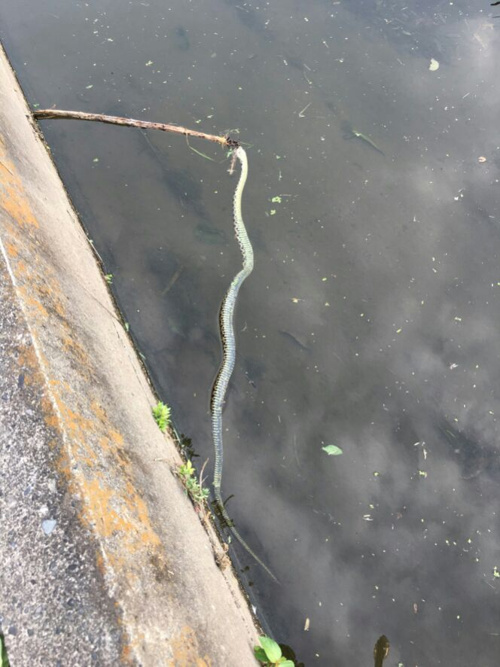 久々にヘビを見た…。の画像