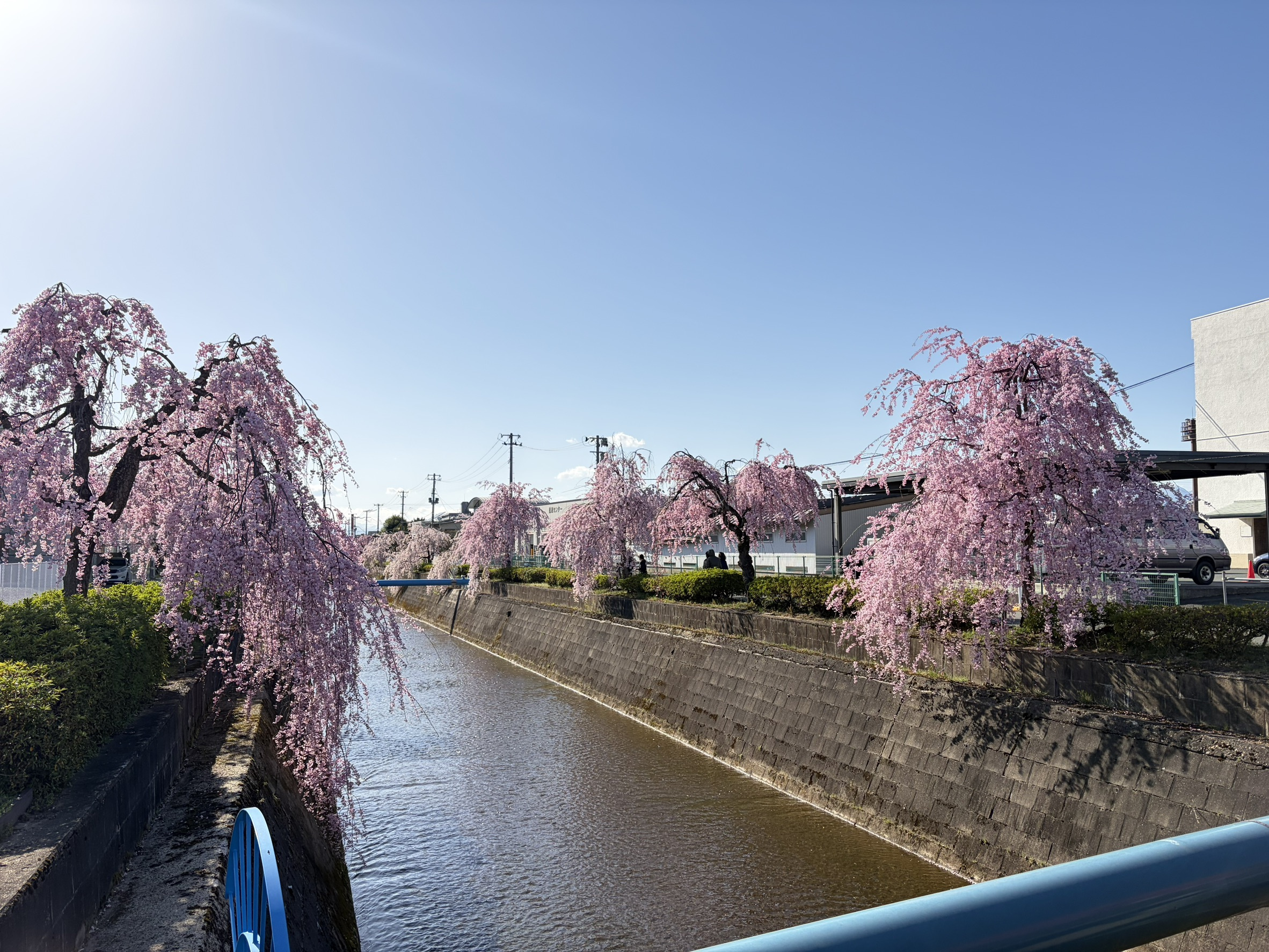人間将棋と満開の桜の画像