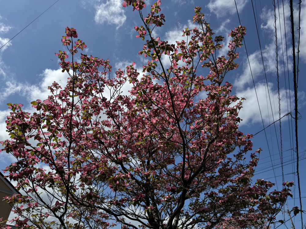 「春の観音寺新町で見つける、“無理しない理想の住まい”」の画像