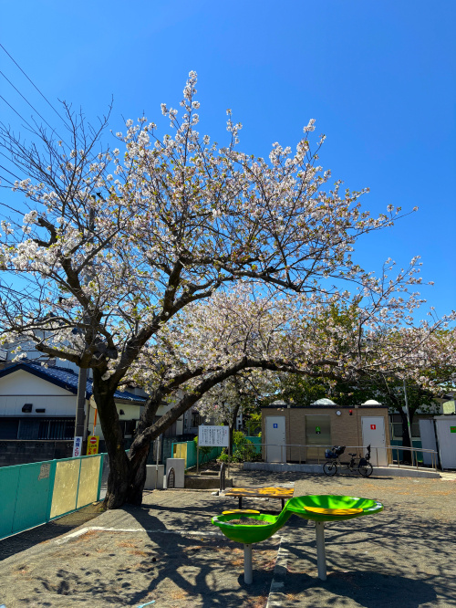 ★今年の桜★の画像