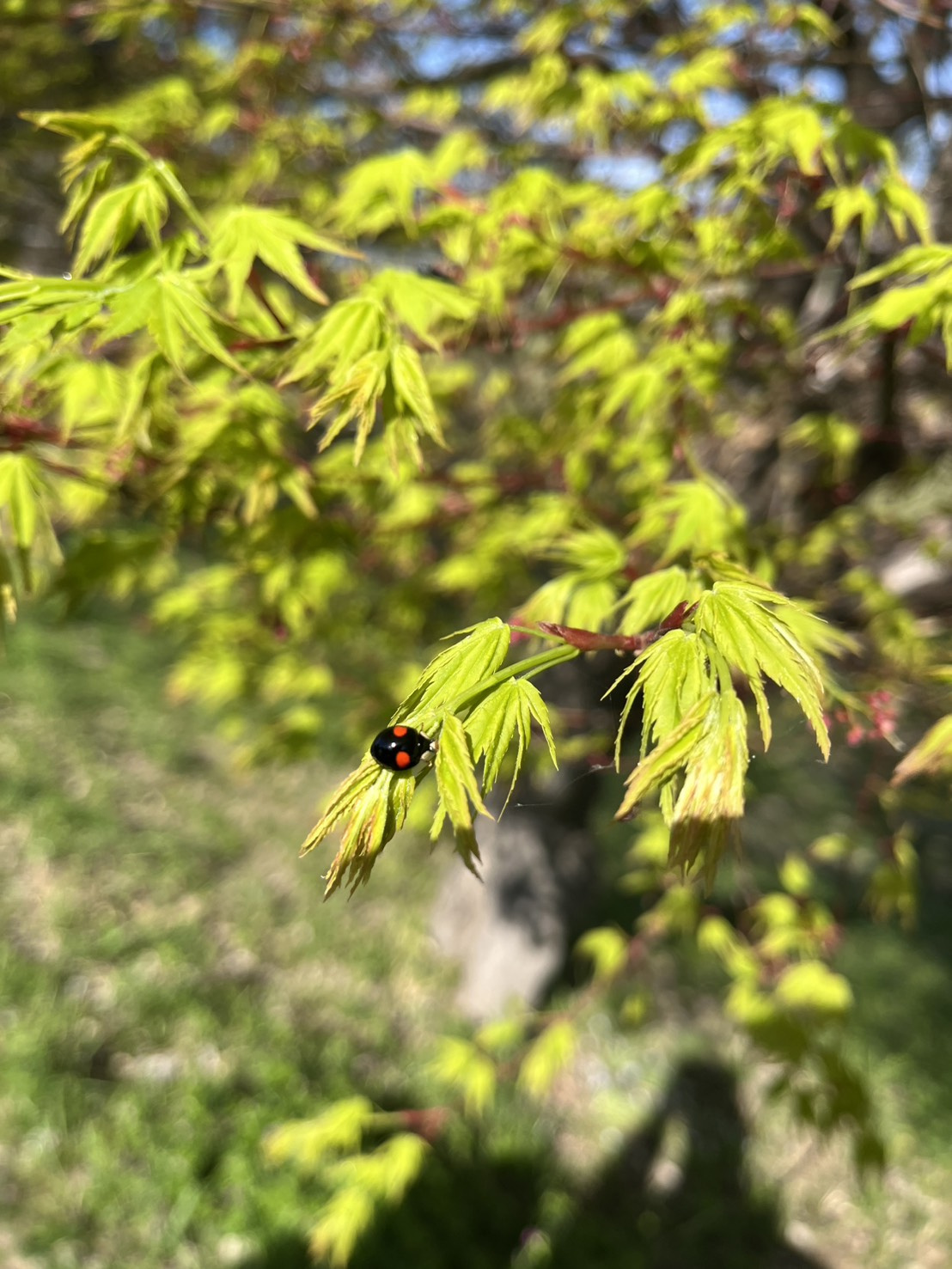 夏近しの画像