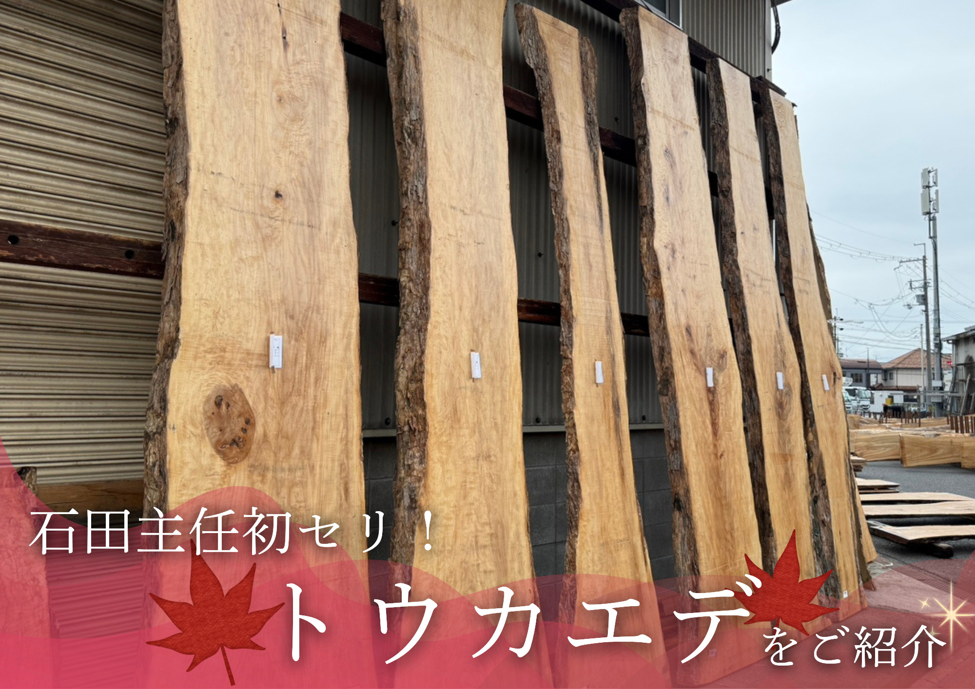 希少な「トウカエデ」の一枚板を競り落としました！の画像