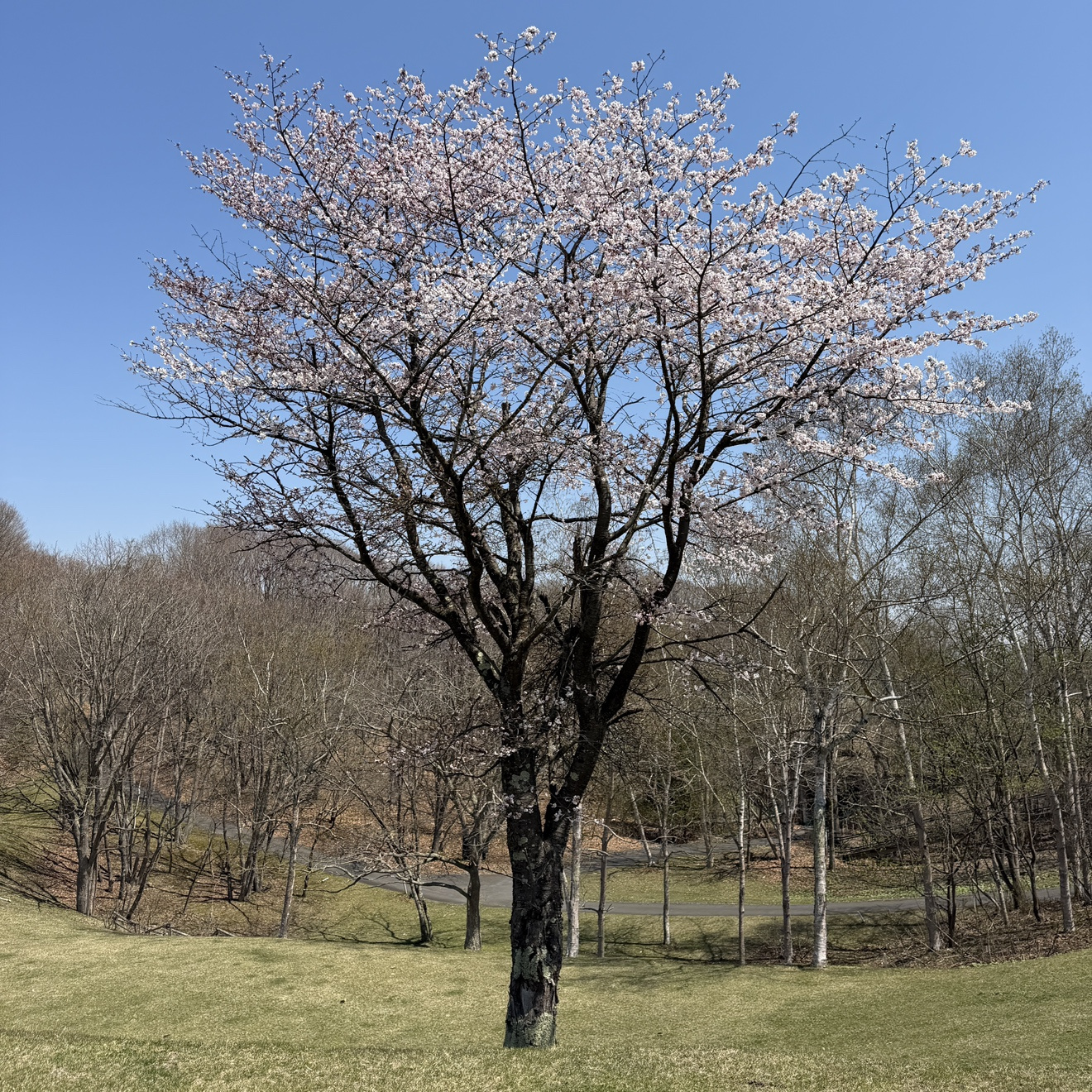 青春七五三ってどんな日？の画像