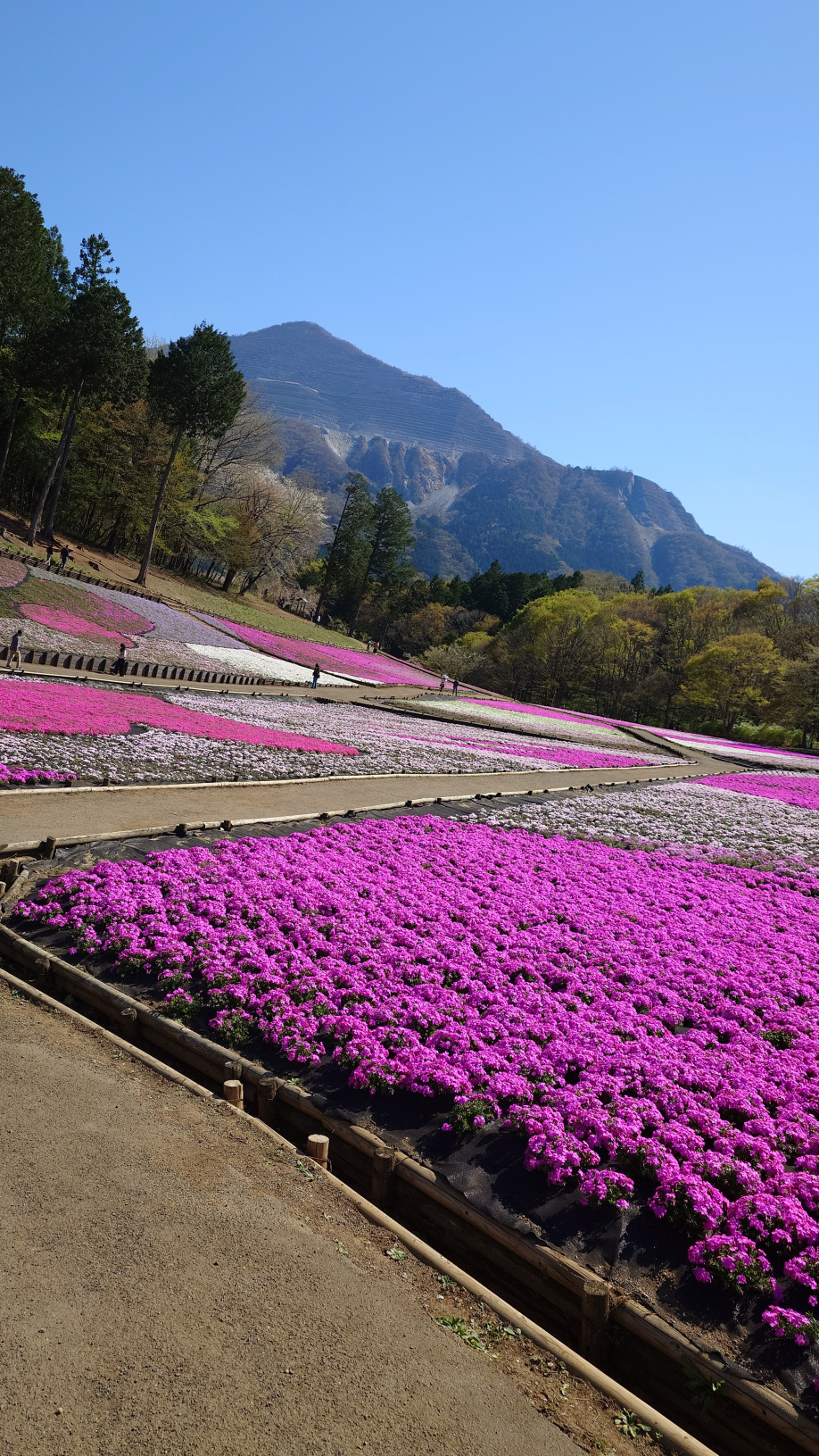 芝桜の画像