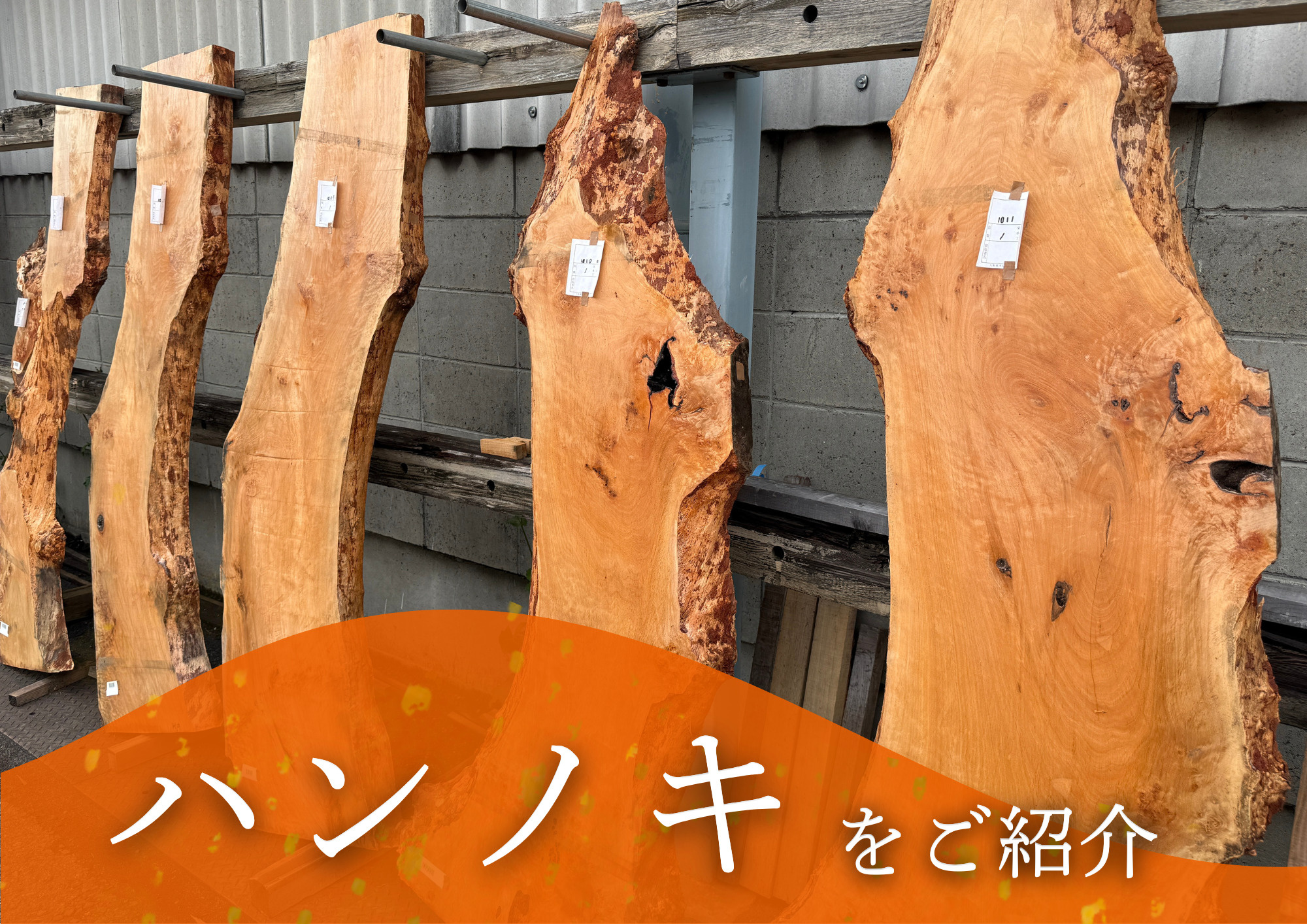 市場で見つけた希少な「ハンノキ」の画像