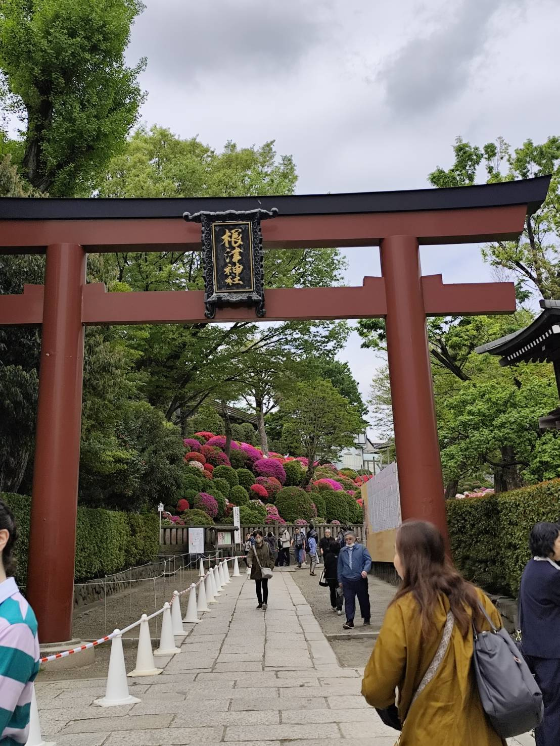 根津神社　つつじの画像