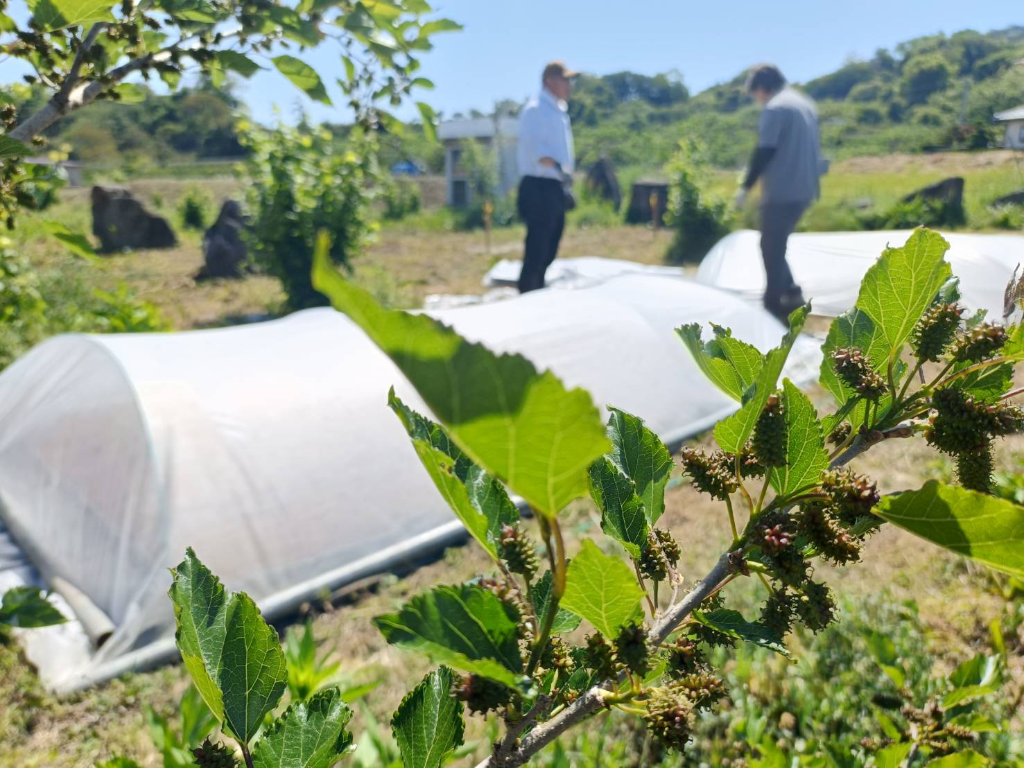 【今日の農作業】お米の種まきと夏野菜の定植の画像