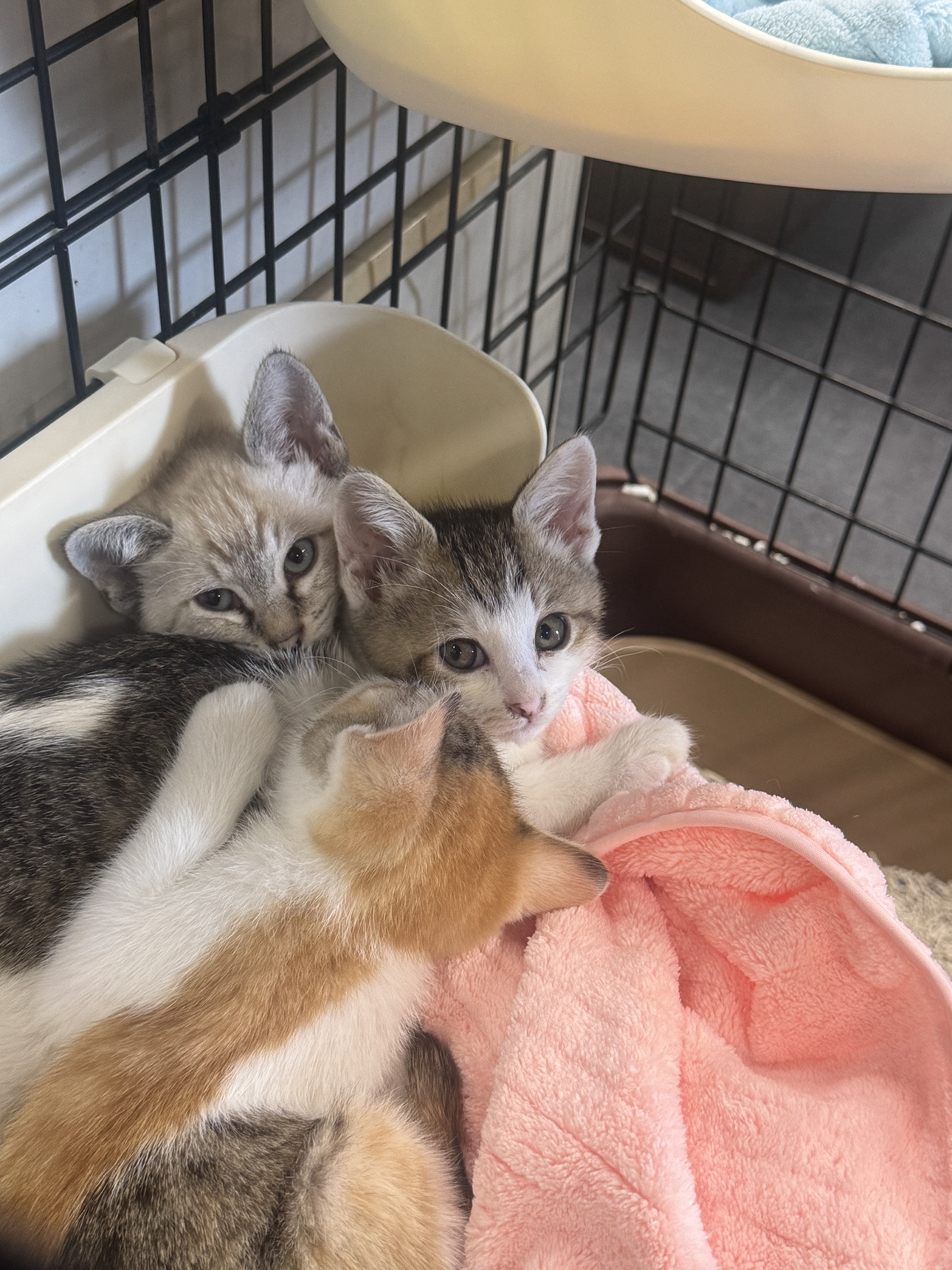 【保護活動のご報告】今年最初のご縁。3匹の子猫を保護しました...の画像