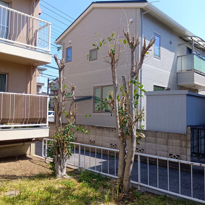 「植栽の剪定（続編）」の画像