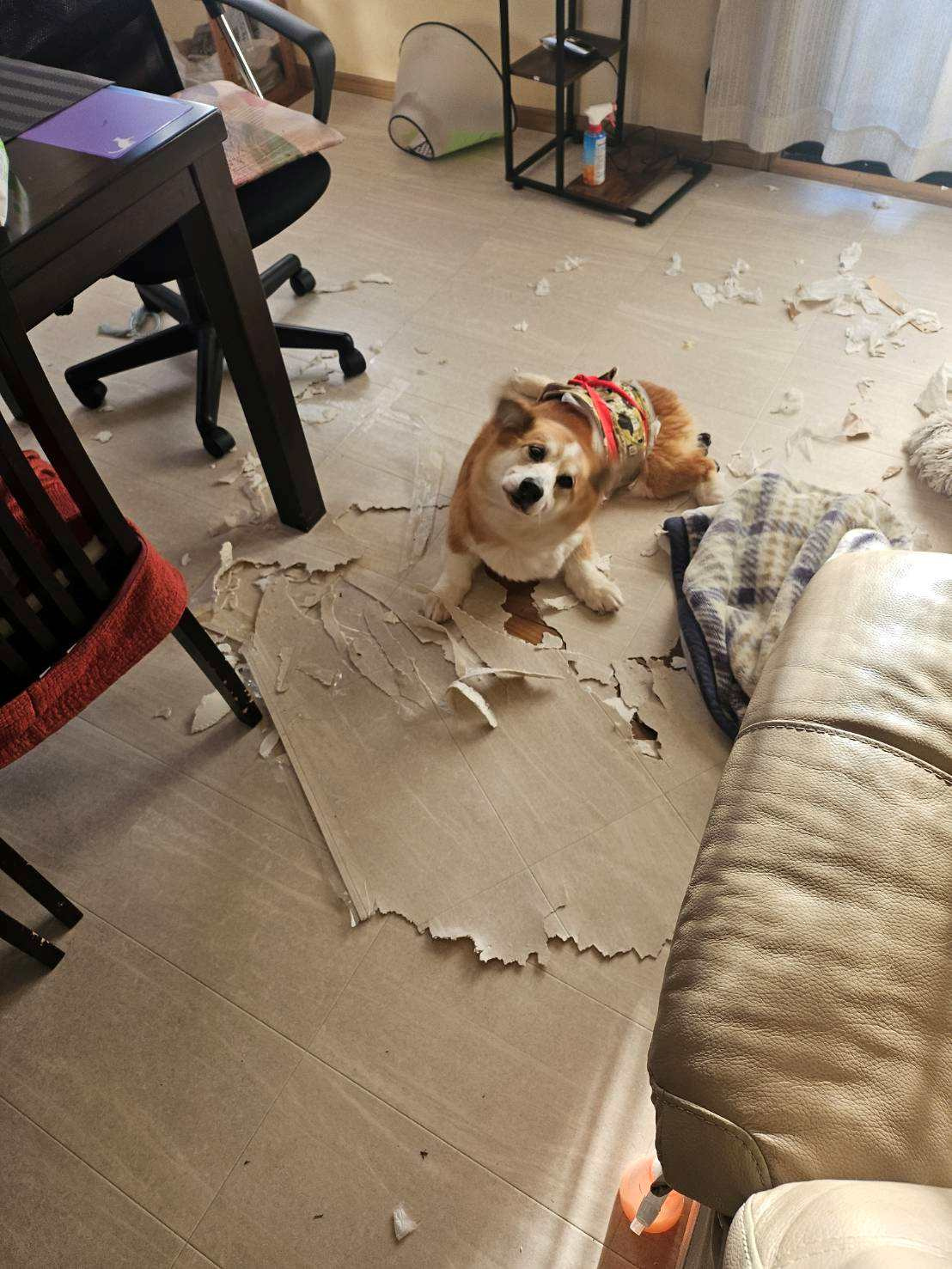 愛犬の皮膚炎が治らない…セカンドオピニオンで1週間ほぼ完治し...の画像