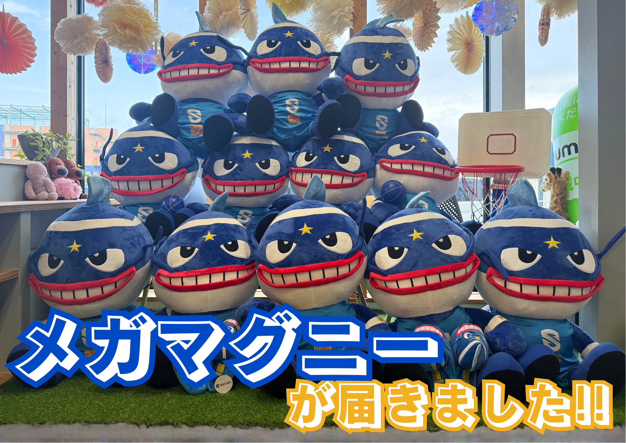 メガマグニーが事務所に届きました✨の画像