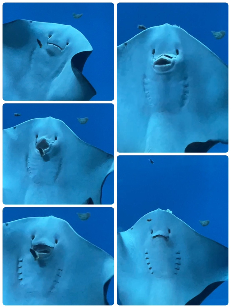 「『アクアワールド茨城県大洗水族館』部長桑山」の画像