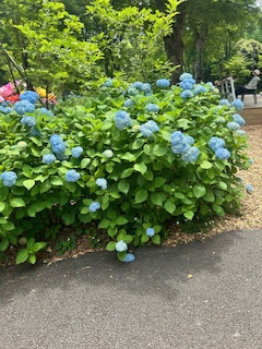 梅雨入り？の画像