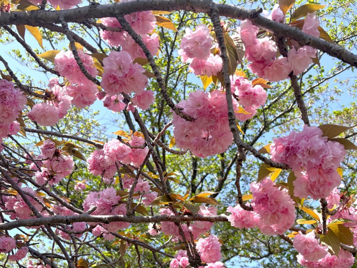 春はあっという間に過ぎますね！の画像