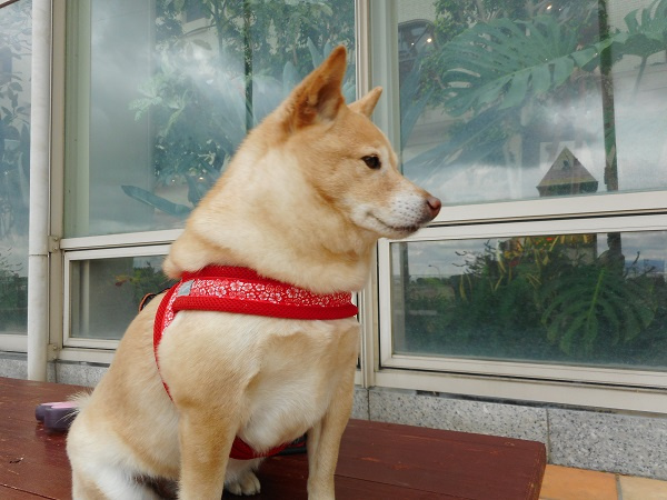 老後の住まいは吹田か堺か？比較のポイントと家族で考えたい選び...の画像