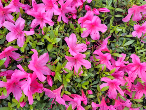 サツキとツツジの花の見分け方の画像