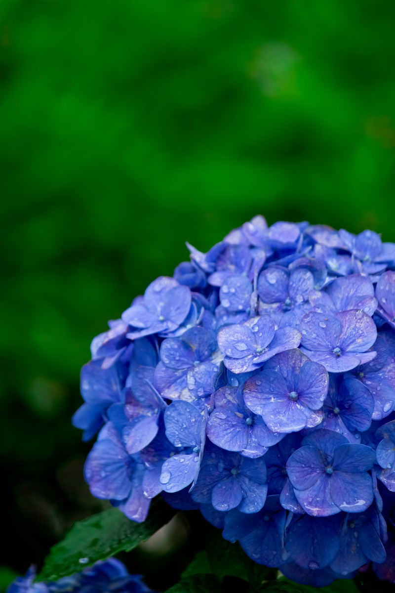 梅雨の主役・紫陽花 その美しさと不思議の画像