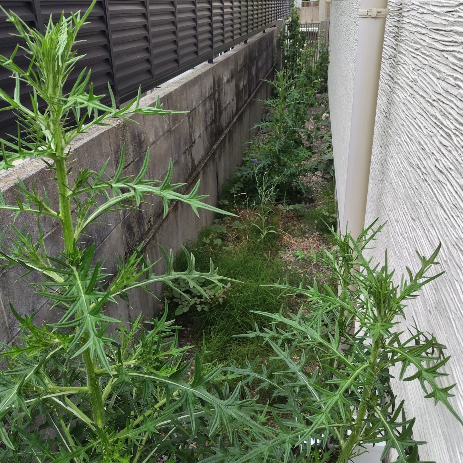 岐阜市の賃貸管理ブログ｜空室戸建ての外回り除草とアザミ処理の...の画像