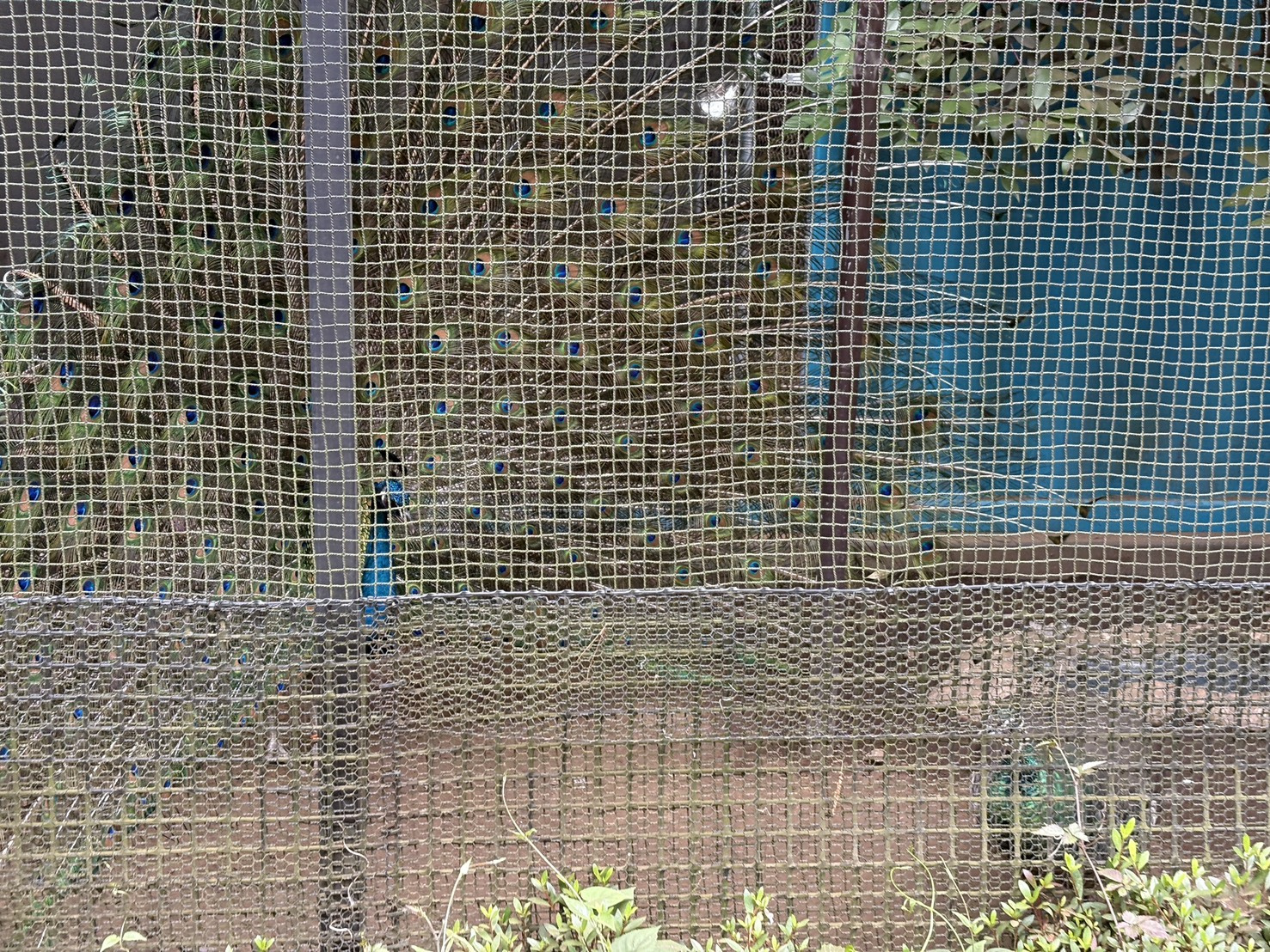 求愛される⁉の画像