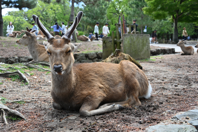 なぜ日本人は動物を神様にするのか？ 自然と共に生きる日本文化...の画像