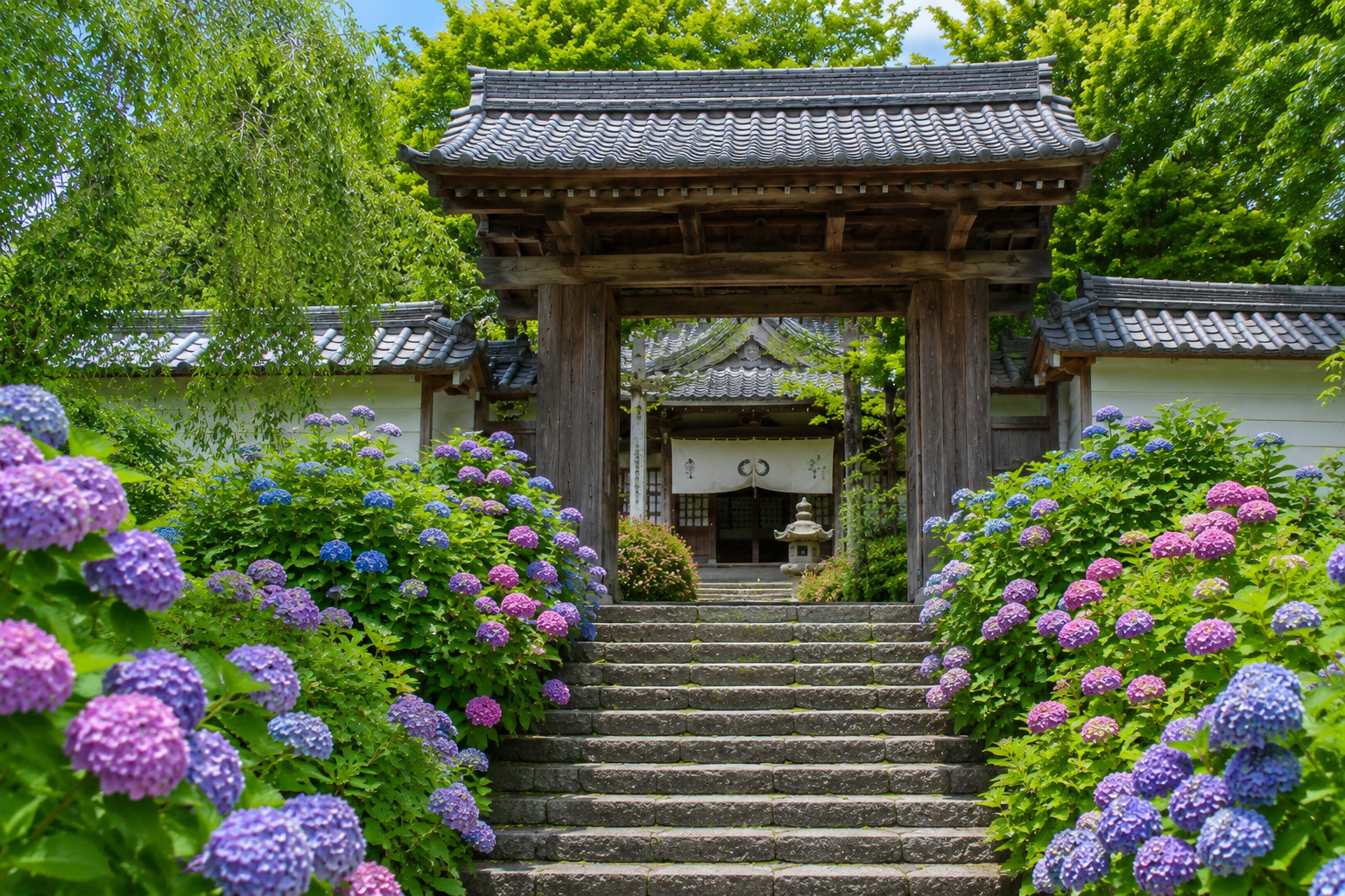 滋賀県の紫陽花スポット完全ガイド2026 見頃・アクセス・穴...の画像