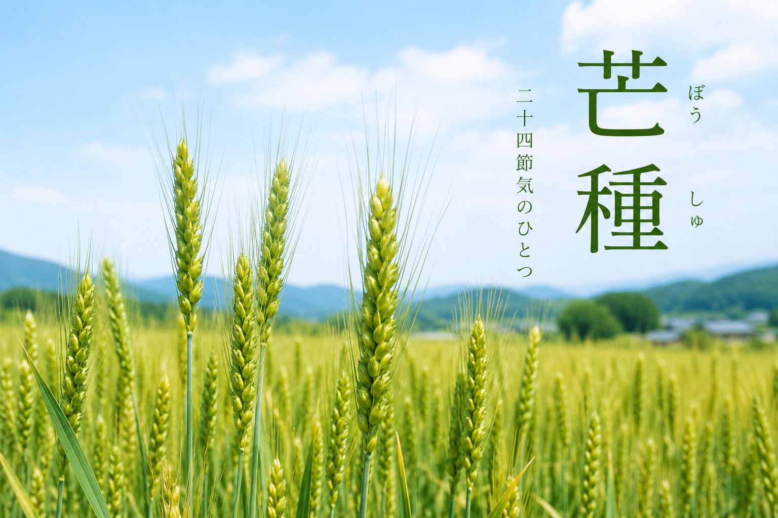 芒種とは その意味と2026年の時期の画像