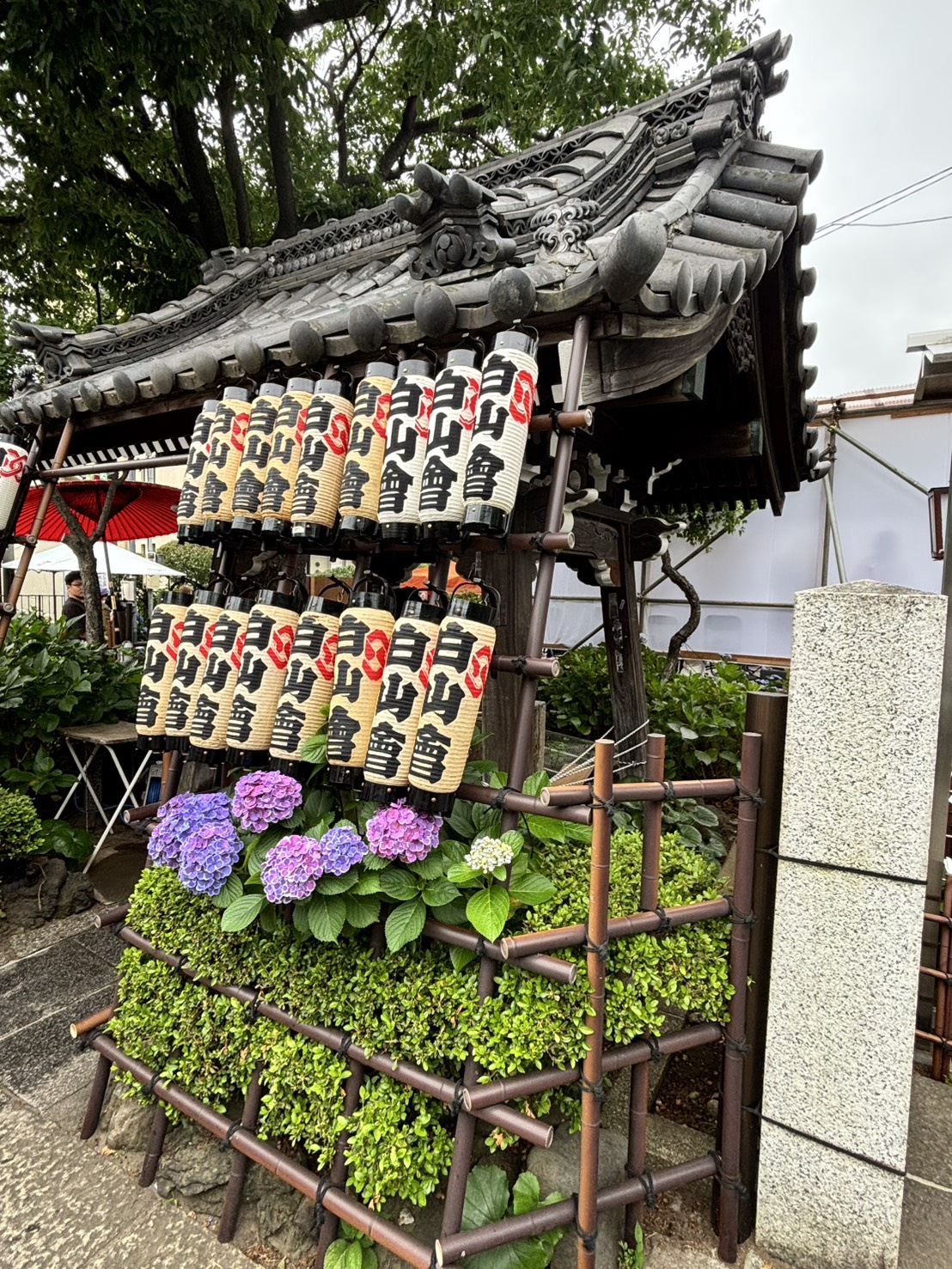 文京あじさいまつりの画像