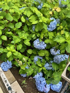 いよいよ梅雨入りの画像