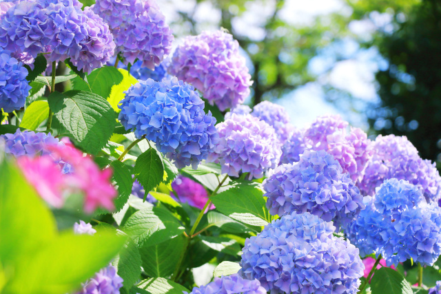 なぜ日本人はあじさいを愛するのか？ ― 梅雨の花に映る日本人...の画像