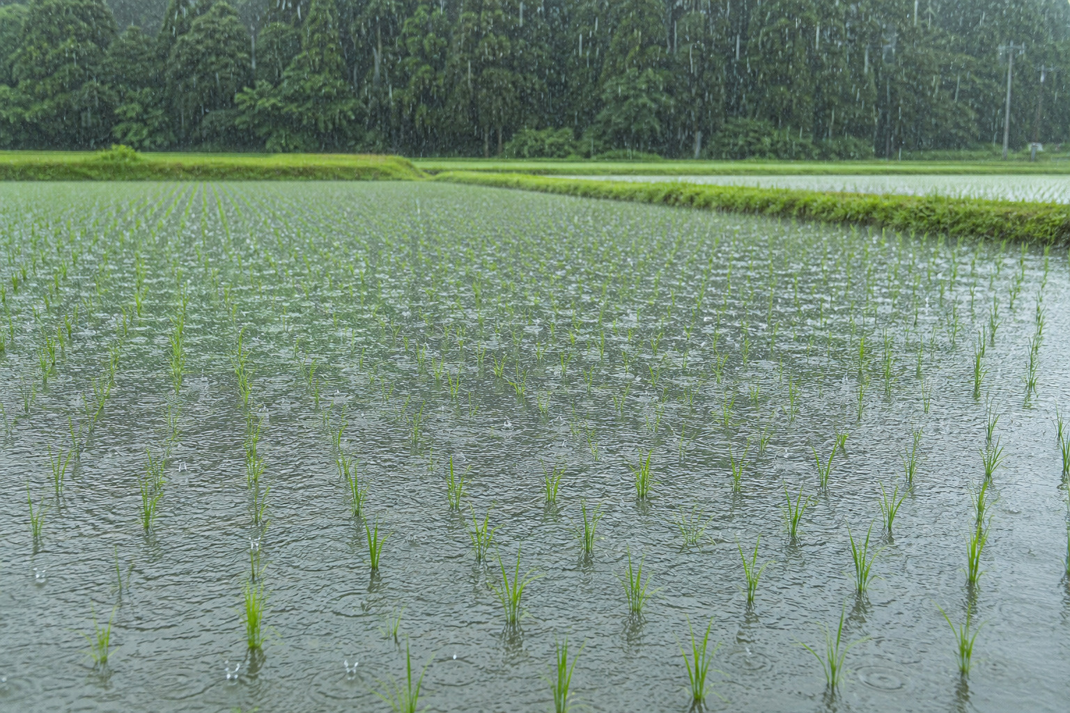 6月11日は「入梅」——暦が教える梅雨の始まりの画像